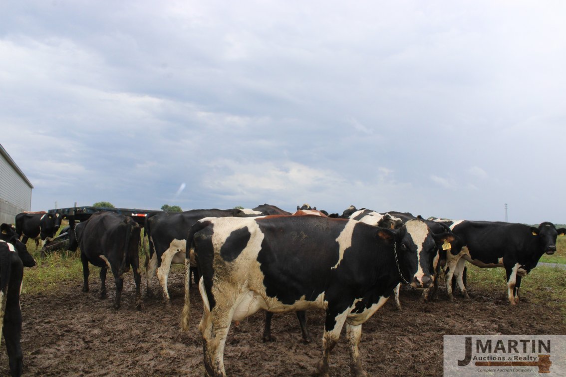 Image for Newswanger Family Grass-fed Organic Dairy and Equipment Dispersal