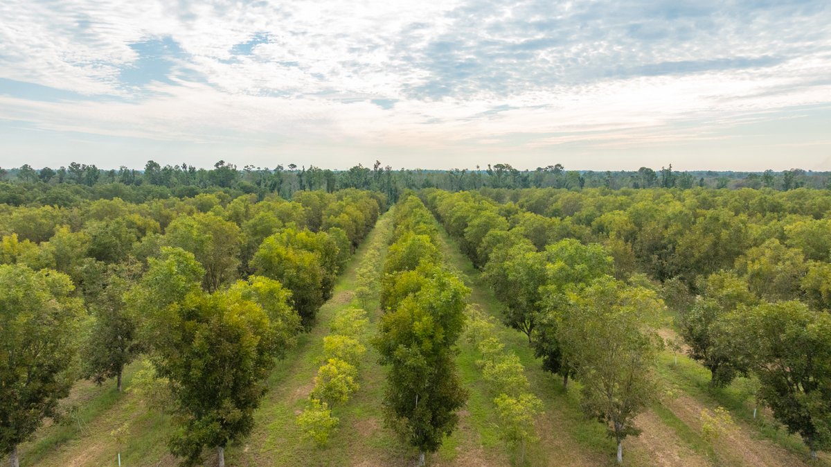 Image for 1,181± Acres – Patten Orchard - Premium Irrigated Pecan Operation - Long-Term Orchard Income w/ Improvements - Merchantable Timber Stand & Creek Frontage