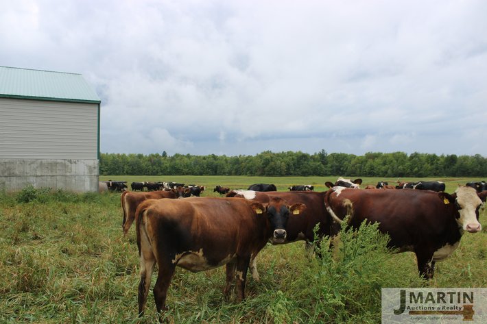 Image for Newswanger Family Grass-fed Organic Dairy and Equipment Dispersal