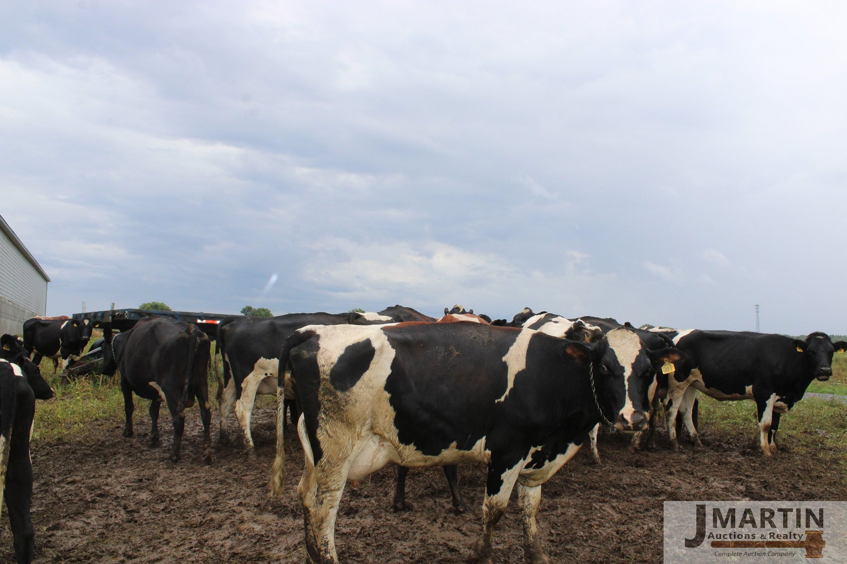 Image for Newswanger Family Grass-fed Organic Dairy and Equipment Dispersal