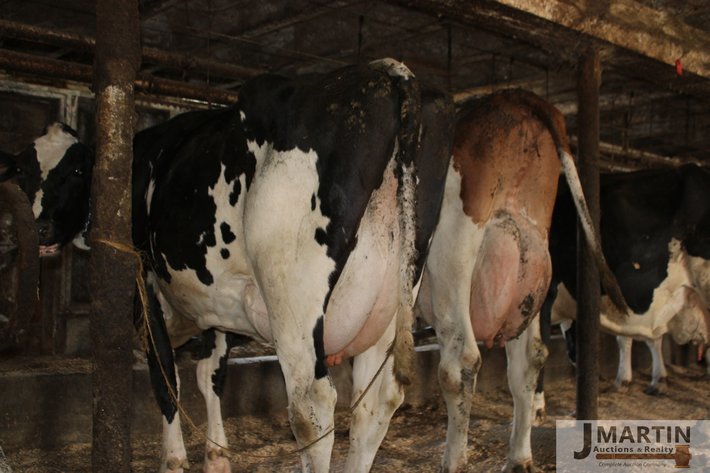 Image for Widrick Farm and Moser Farms 140 Head Dairy and Equipment Dispersal