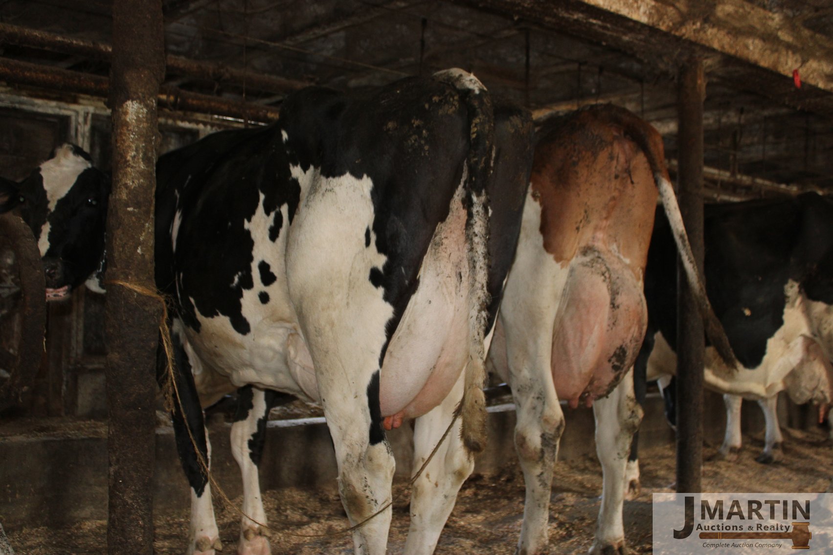 Image for Widrick Farm and Moser Farms 140 Head Dairy and Equipment Dispersal