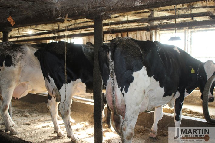 Image for Widrick Farm and Moser Farms 140 Head Dairy and Equipment Dispersal