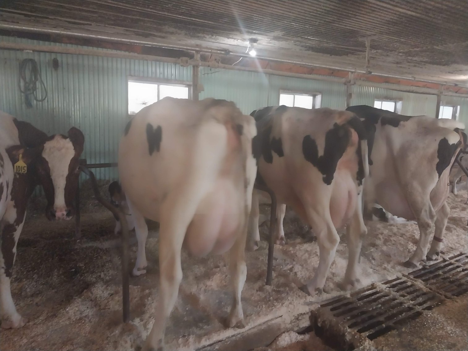 Image for Slate Hill Farm 210 Head AI sired Holstein Dairy Retirement Dispersal