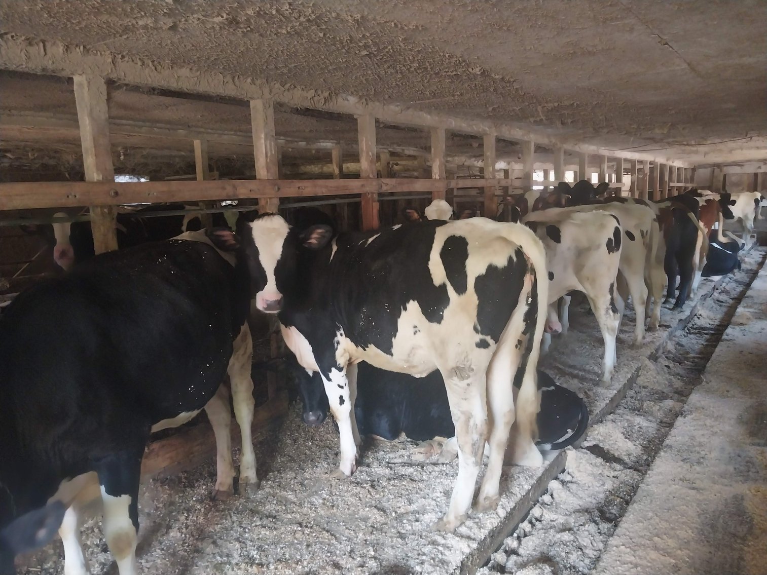 Image for Slate Hill Farm 210 Head AI sired Holstein Dairy Retirement Dispersal