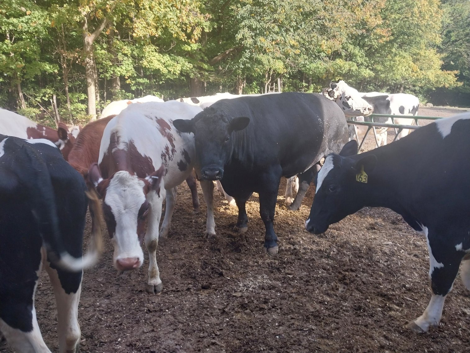 Image for Slate Hill Farm 210 Head AI sired Holstein Dairy Retirement Dispersal