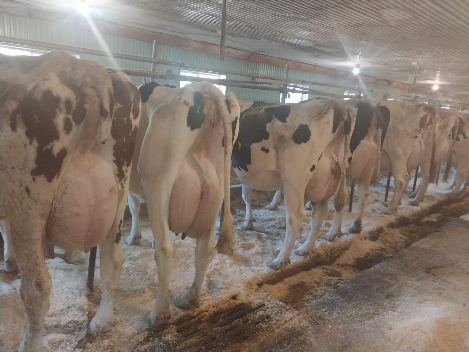 Image for Slate Hill Farm 210 Head AI sired Holstein Dairy Retirement Dispersal