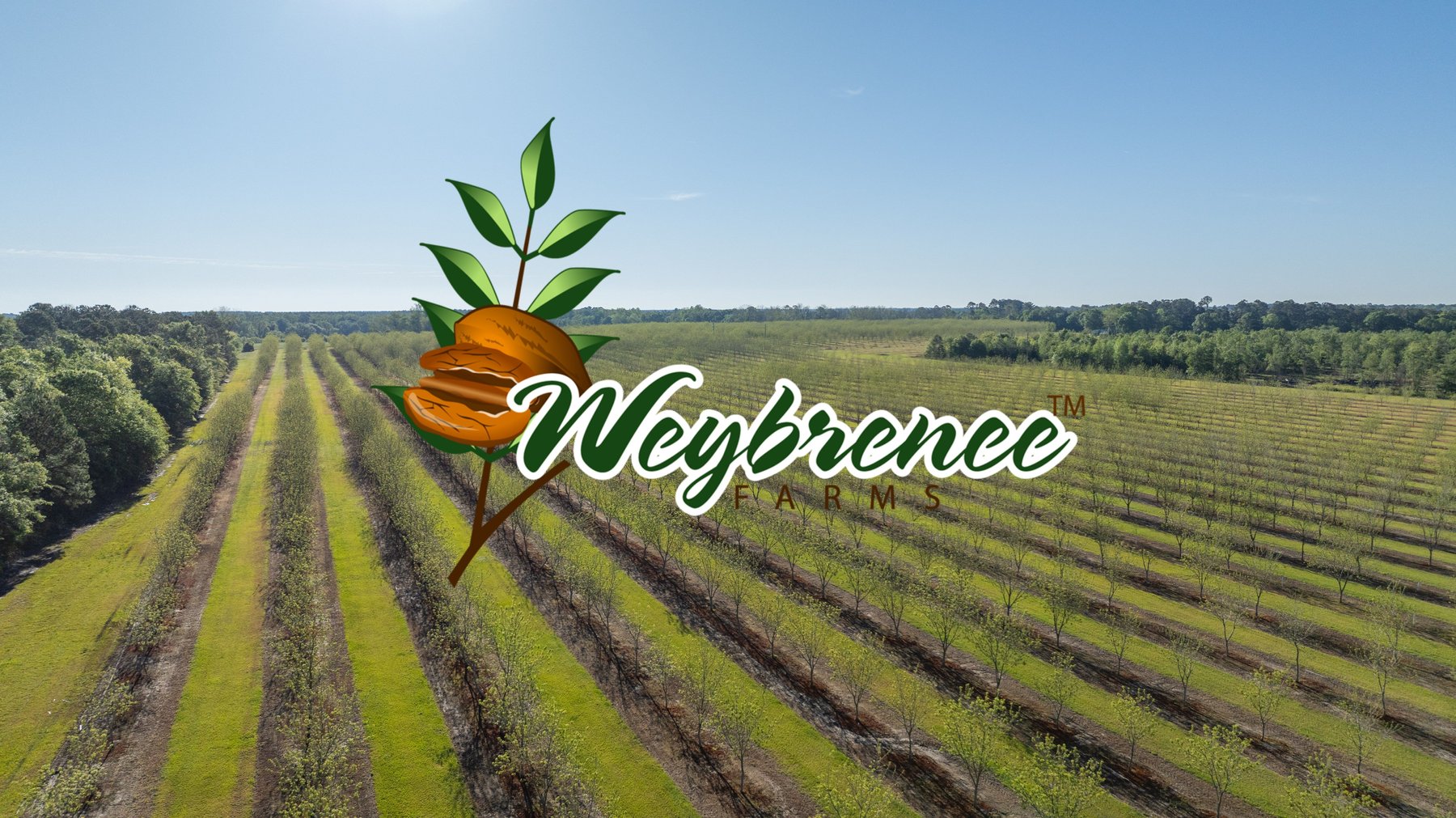 Image for 488+/- Acres - The Gaines Tract - Weybrenee Farms