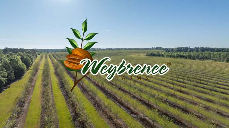 Image for 488+/- Acres - The Gaines Tract - Weybrenee Farms