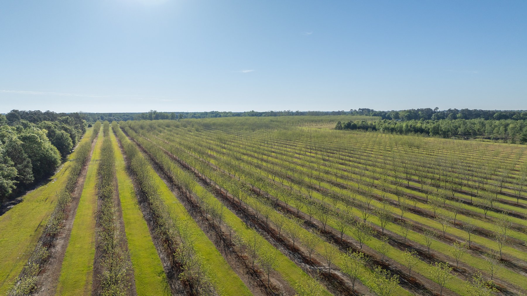 Image for 488+/- Acres - The Gaines Tract - Weybrenee Farms