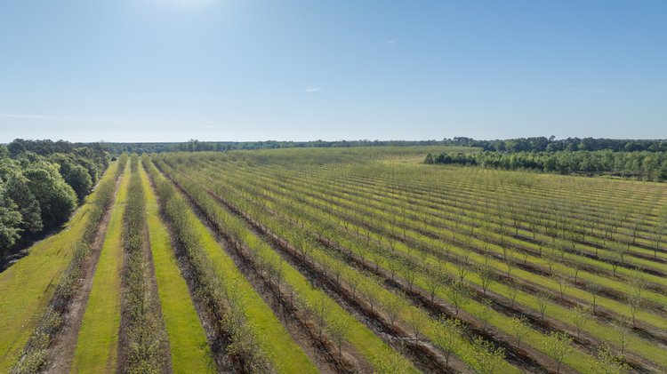 Image for 488+/- Acres - The Gaines Tract - Weybrenee Farms