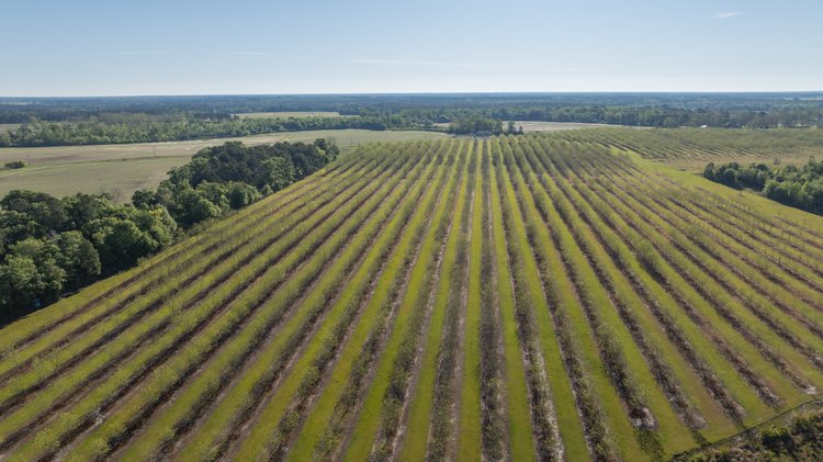 Image for 488+/- Acres - The Gaines Tract - Weybrenee Farms