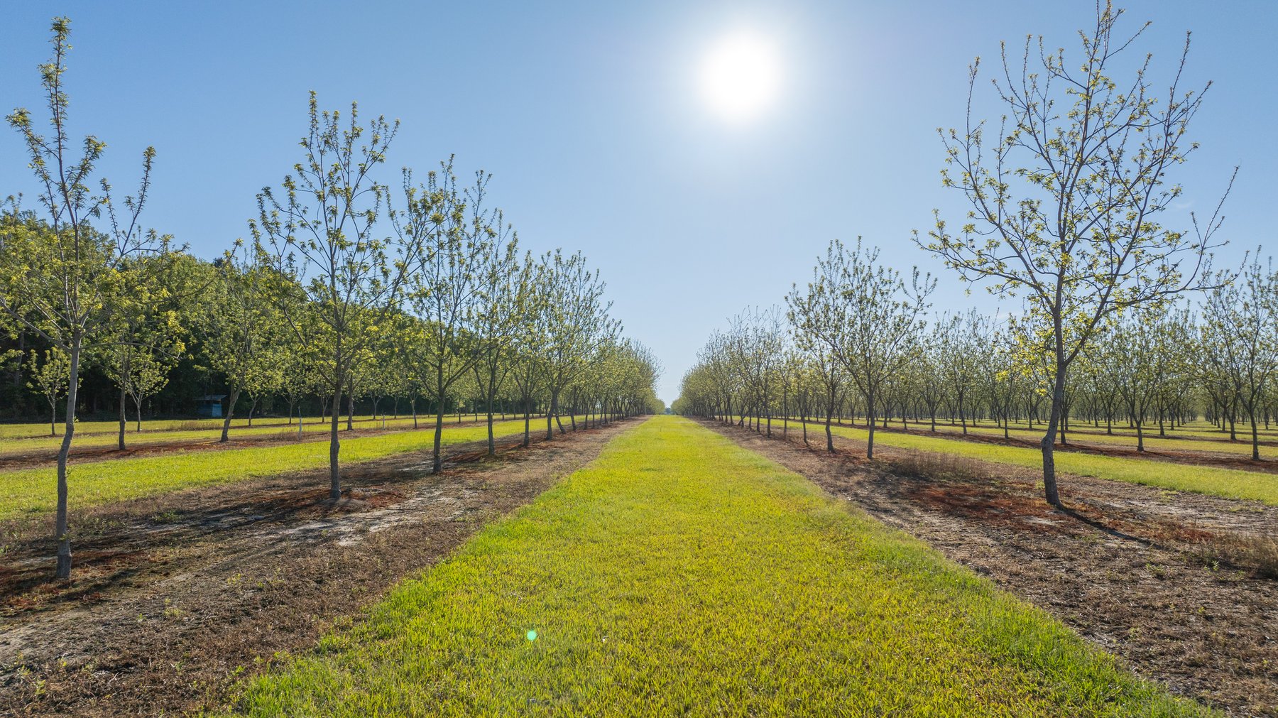 Image for 488+/- Acres - The Gaines Tract - Weybrenee Farms