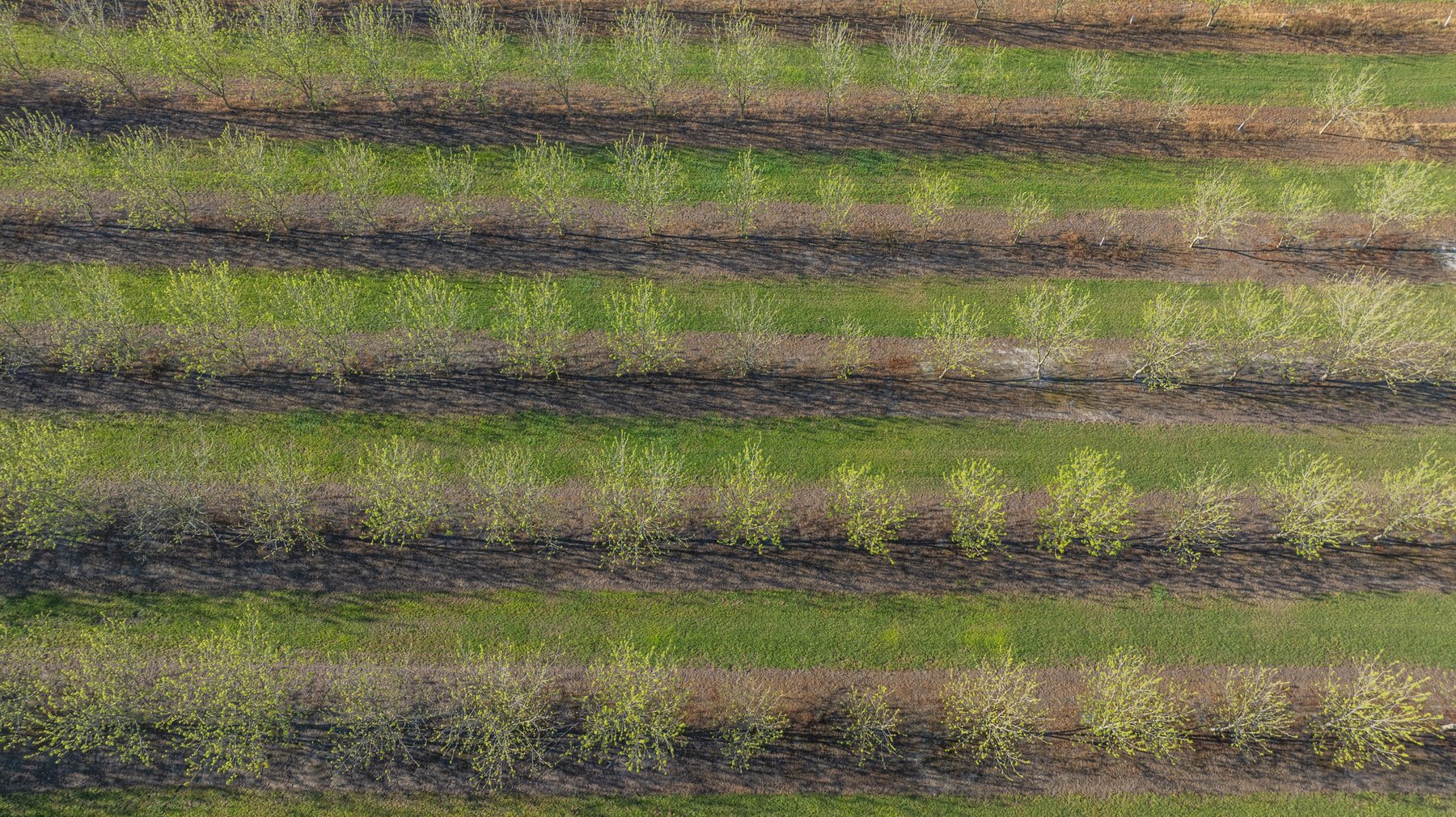 Image for 488+/- Acres - The Gaines Tract - Weybrenee Farms