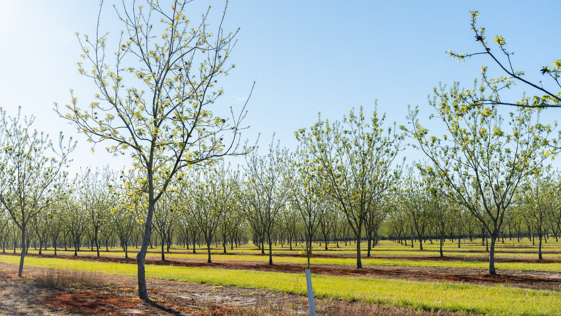 Image for 488+/- Acres - The Gaines Tract - Weybrenee Farms