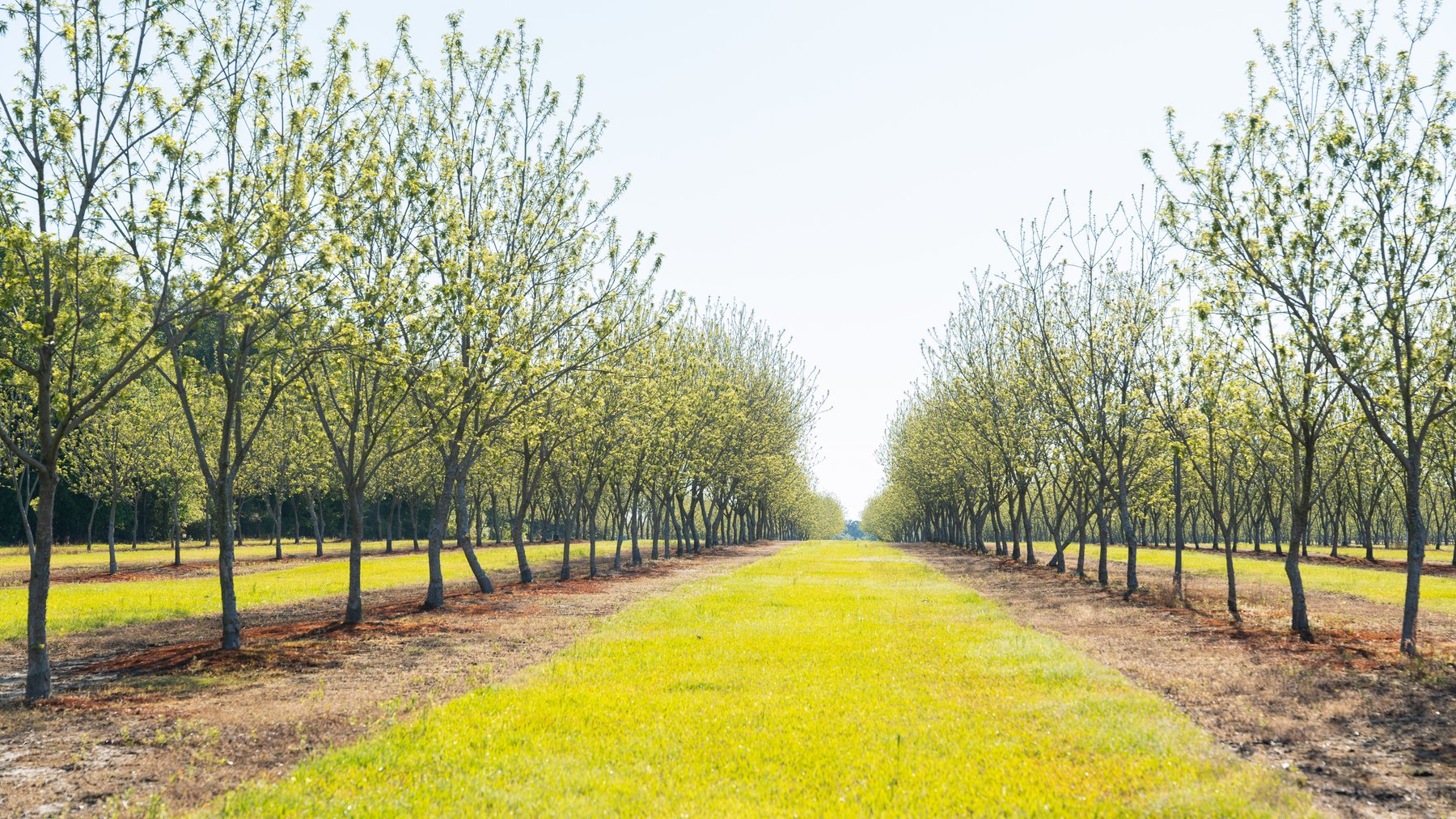 Image for 488+/- Acres - The Gaines Tract - Weybrenee Farms