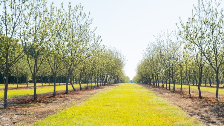 Image for 488+/- Acres - The Gaines Tract - Weybrenee Farms