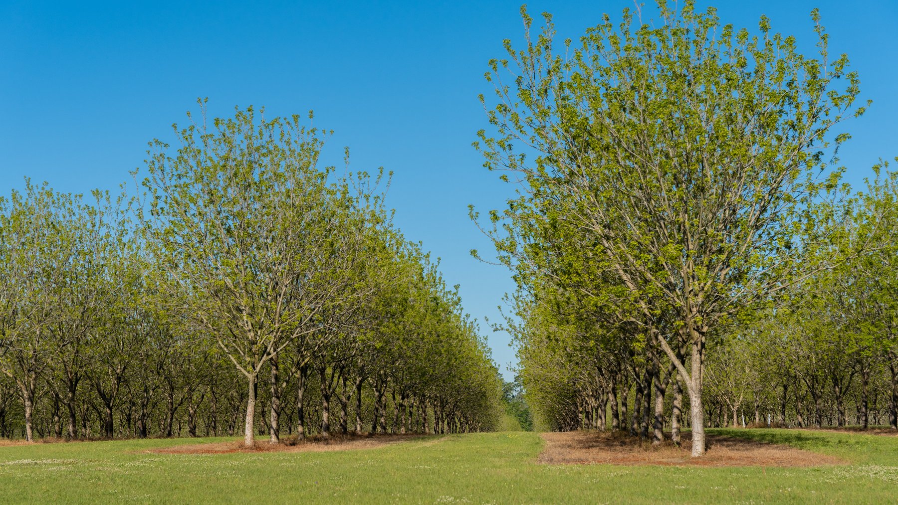 Image for 488+/- Acres - The Gaines Tract - Weybrenee Farms