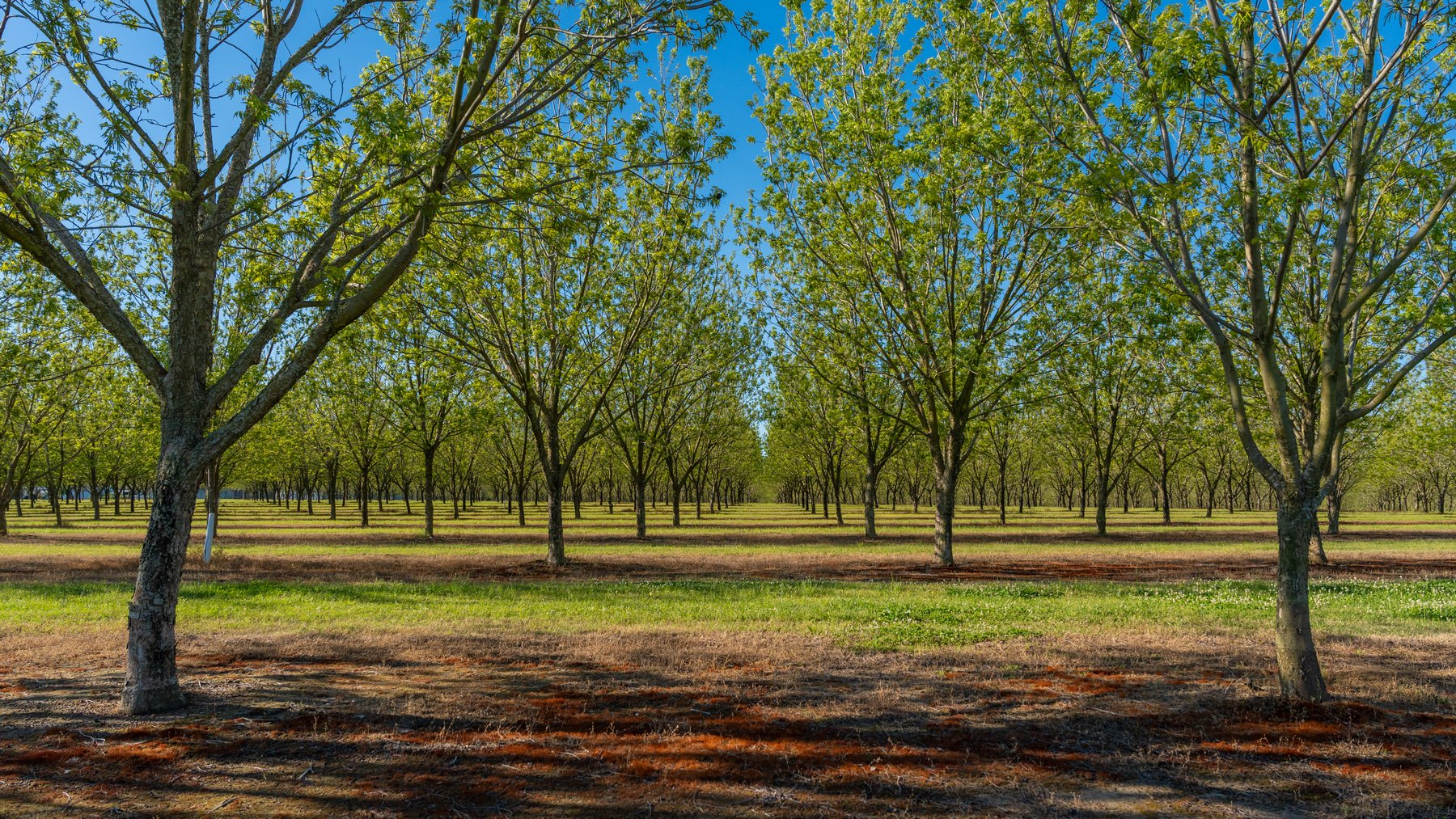 Image for 488+/- Acres - The Gaines Tract - Weybrenee Farms