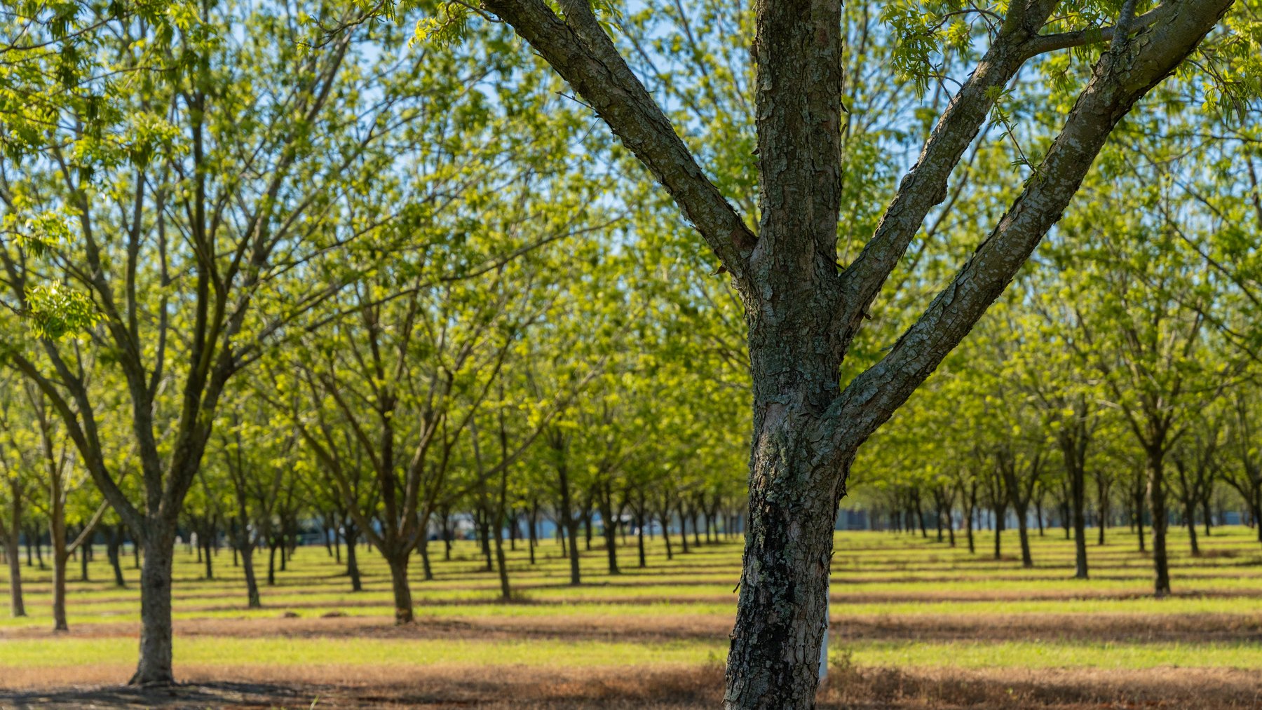 Image for 488+/- Acres - The Gaines Tract - Weybrenee Farms