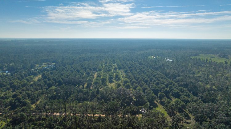 Image for 59± Acres - Owens Orchard - Mini Farm & Estate Potential - Irrigated Pecan Orchard with Wooded Uplands - Strong Investment Appeal