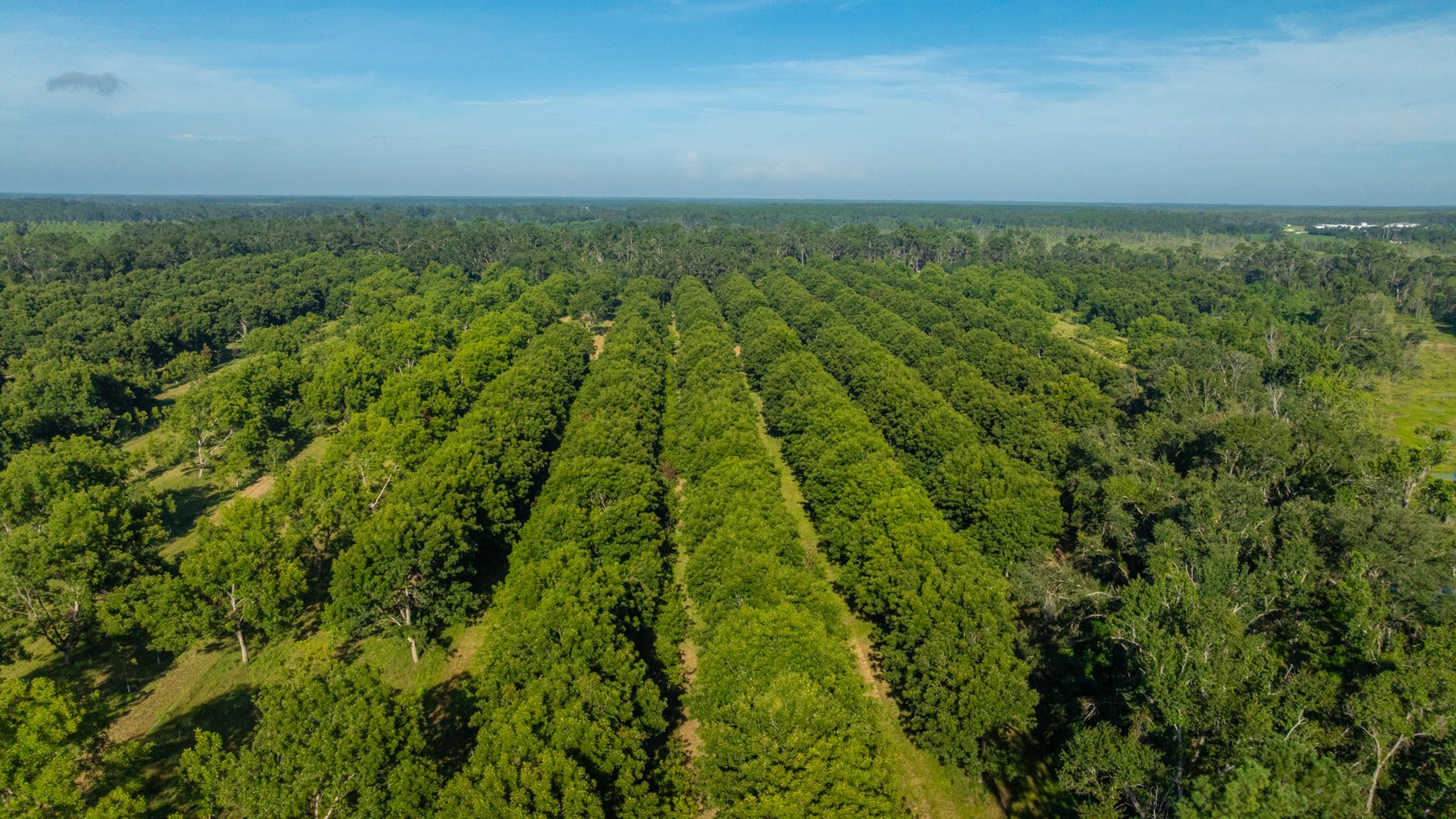 Image for 59± Acres - Owens Orchard - Mini Farm & Estate Potential - Irrigated Pecan Orchard with Wooded Uplands - Strong Investment Appeal