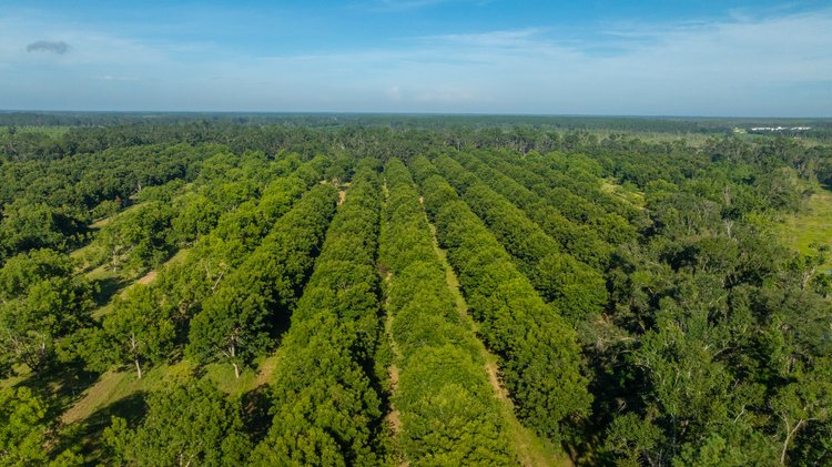 Image for 59± Acres - Owens Orchard - Mini Farm & Estate Potential - Irrigated Pecan Orchard with Wooded Uplands - Strong Investment Appeal