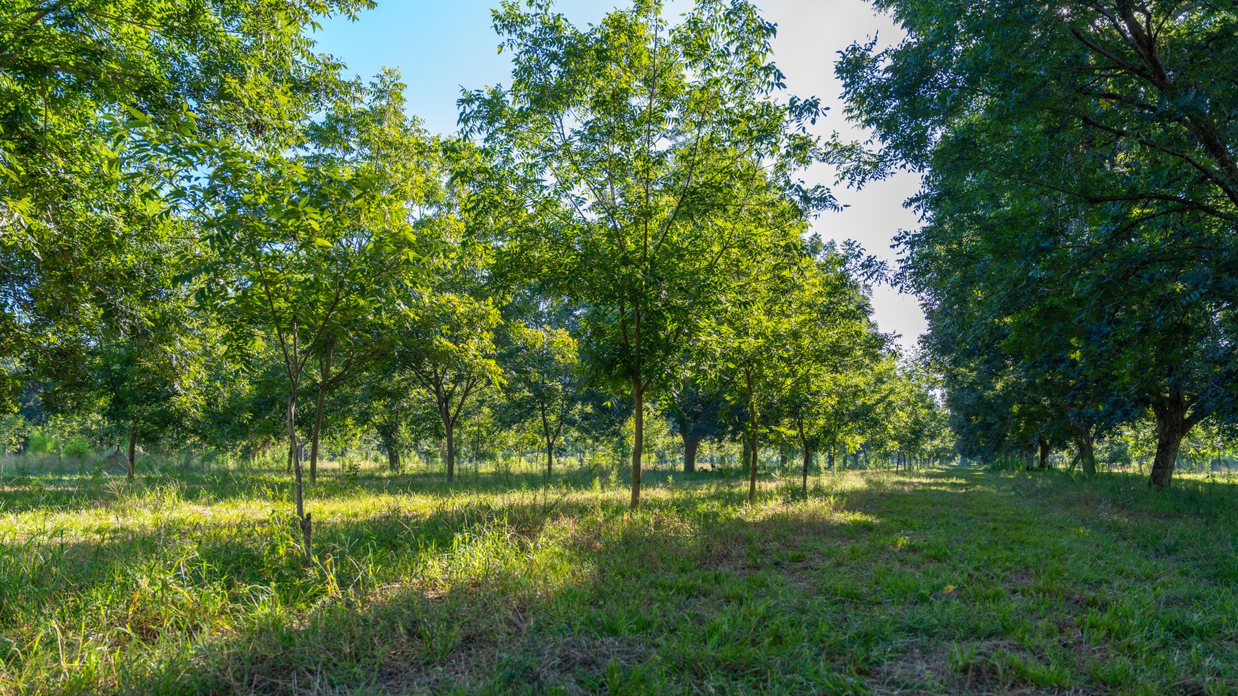 Image for 59± Acres - Owens Orchard - Mini Farm & Estate Potential - Irrigated Pecan Orchard with Wooded Uplands - Strong Investment Appeal