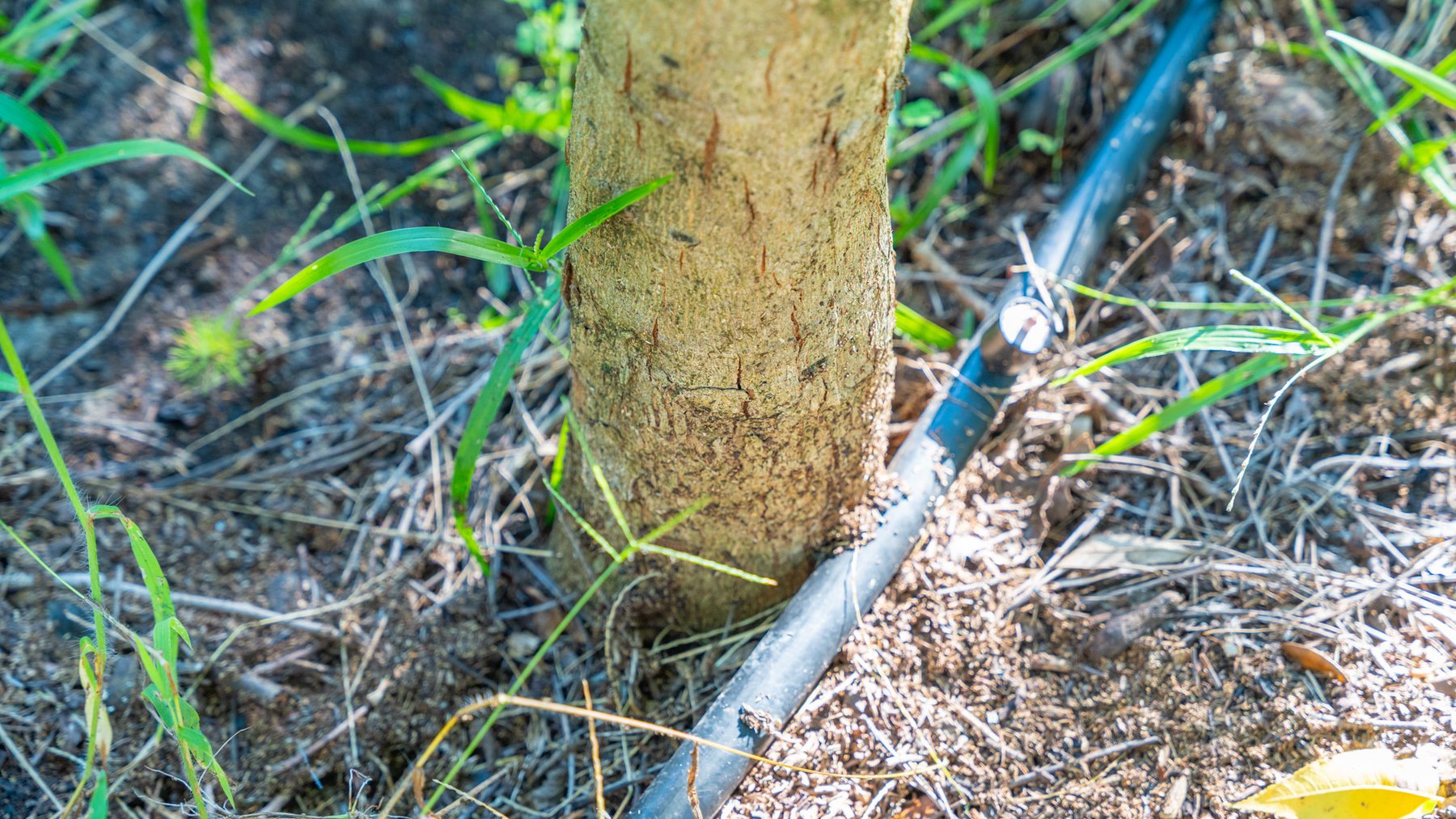 Image for 59± Acres - Owens Orchard - Mini Farm & Estate Potential - Irrigated Pecan Orchard with Wooded Uplands - Strong Investment Appeal