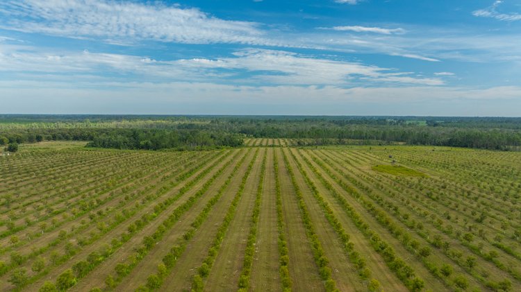 Image for 1,181± Acres – Patten Orchard - Premium Irrigated Pecan Operation - Long-Term Orchard Income w/ Improvements - Merchantable Timber Stand & Creek Frontage