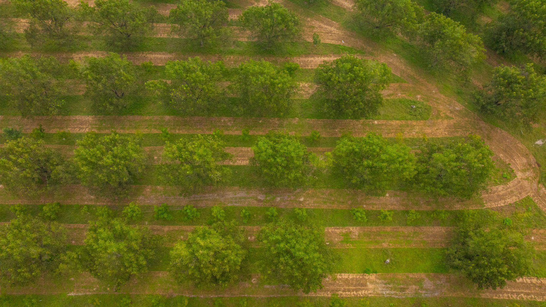 Image for 1,181± Acres – Patten Orchard - Premium Irrigated Pecan Operation - Long-Term Orchard Income w/ Improvements - Merchantable Timber Stand & Creek Frontage