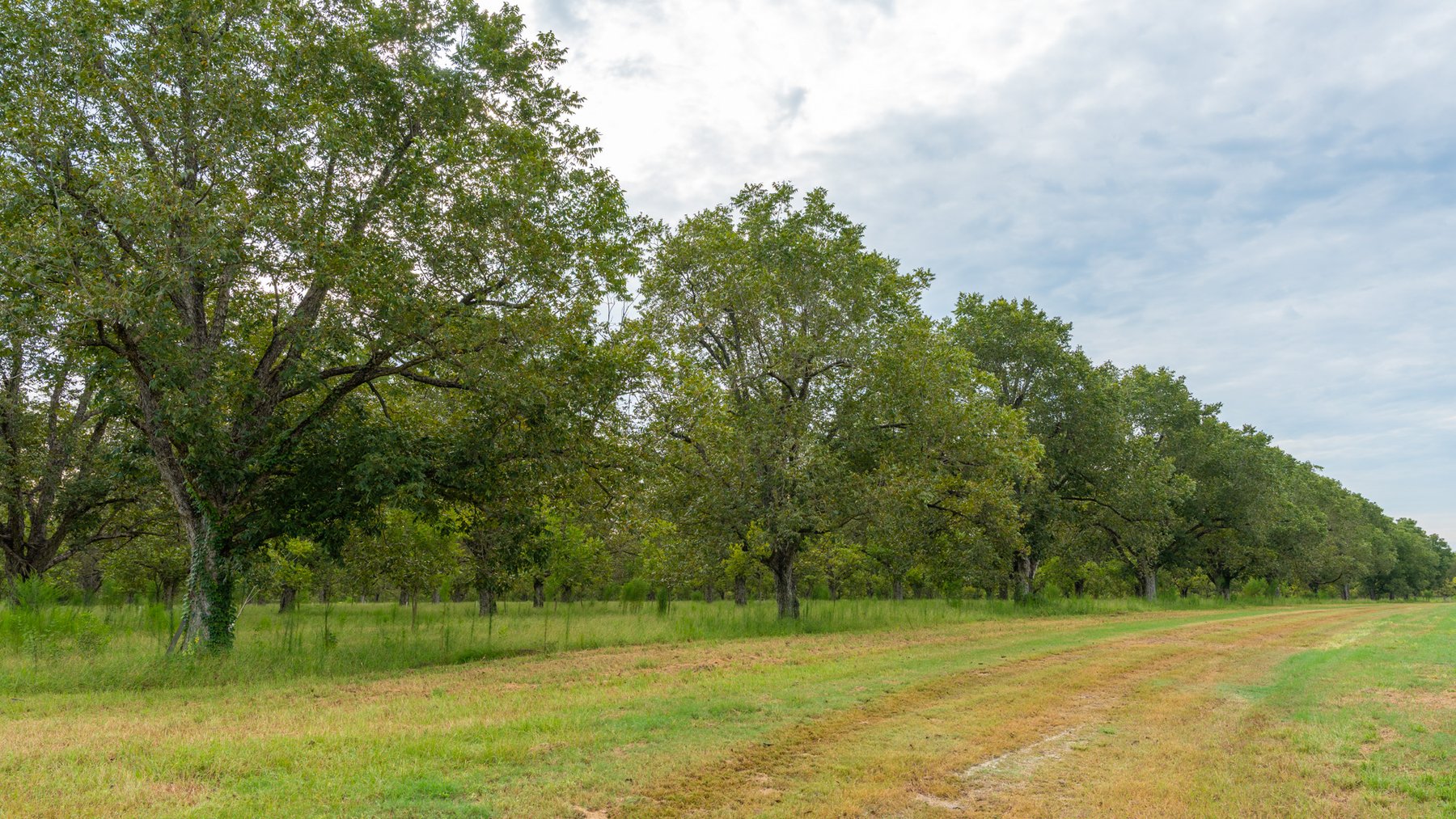 Image for 1,181± Acres – Patten Orchard - Premium Irrigated Pecan Operation - Long-Term Orchard Income w/ Improvements - Merchantable Timber Stand & Creek Frontage