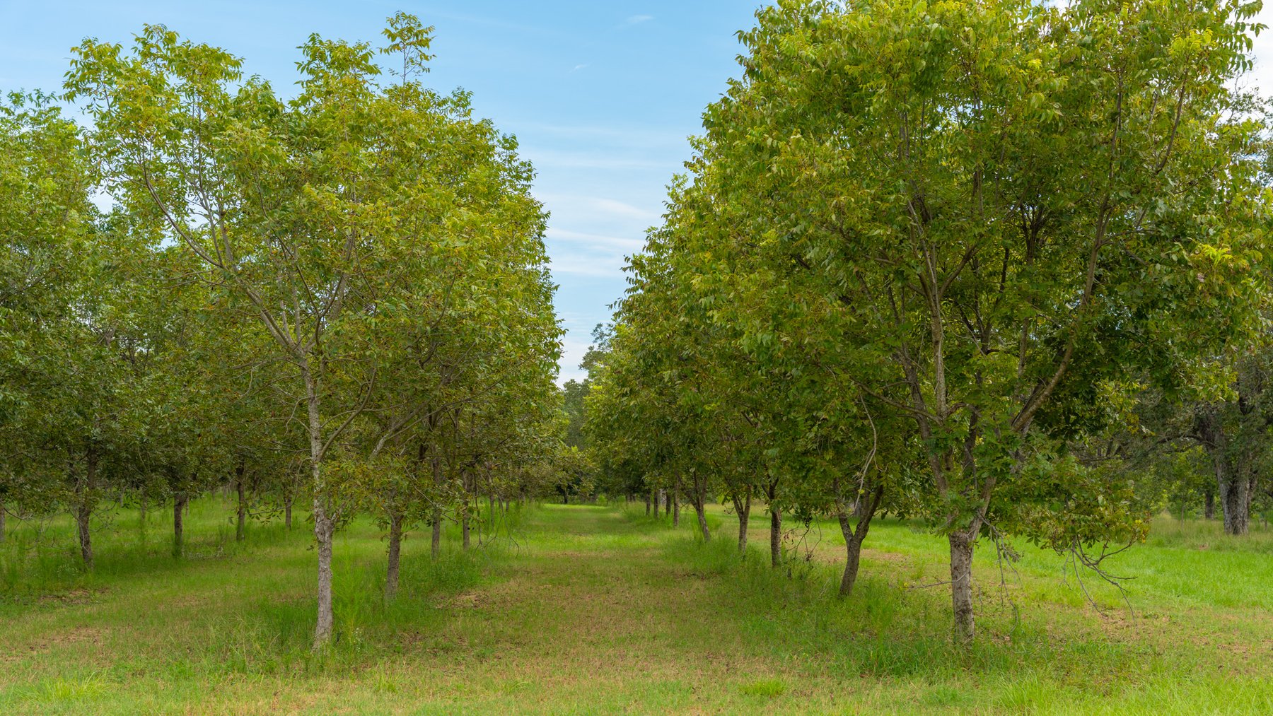 Image for 1,181± Acres – Patten Orchard - Premium Irrigated Pecan Operation - Long-Term Orchard Income w/ Improvements - Merchantable Timber Stand & Creek Frontage