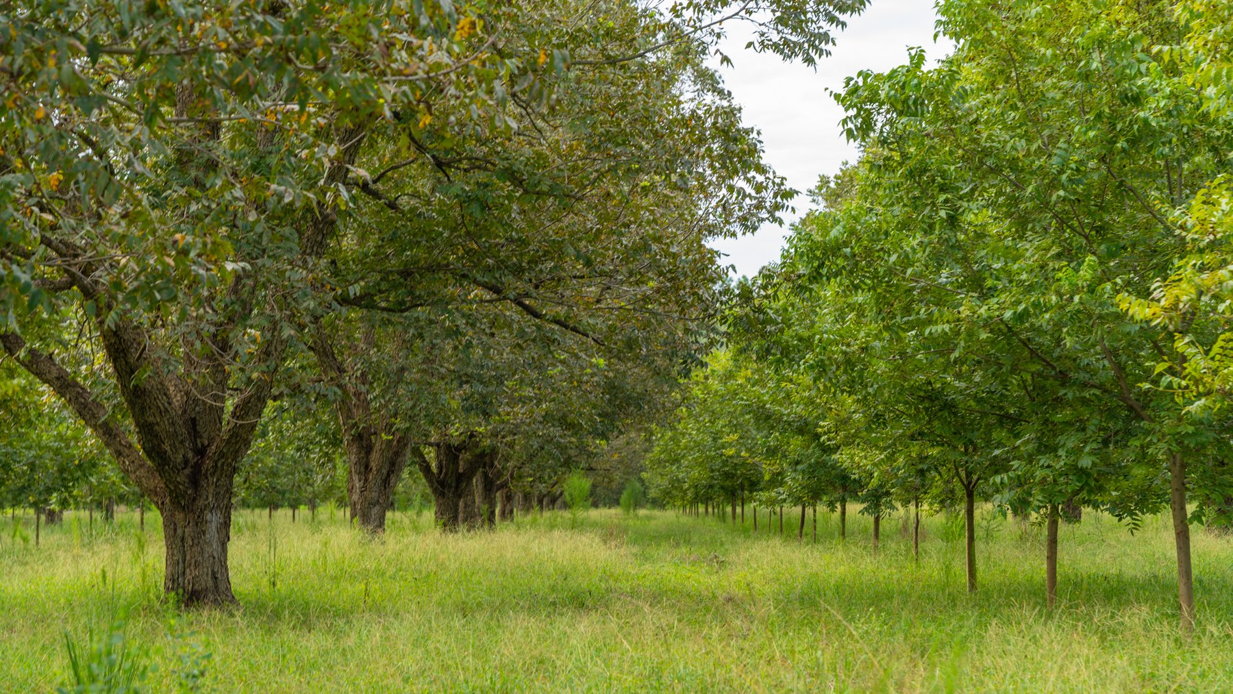 Image for 1,181± Acres – Patten Orchard - Premium Irrigated Pecan Operation - Long-Term Orchard Income w/ Improvements - Merchantable Timber Stand & Creek Frontage