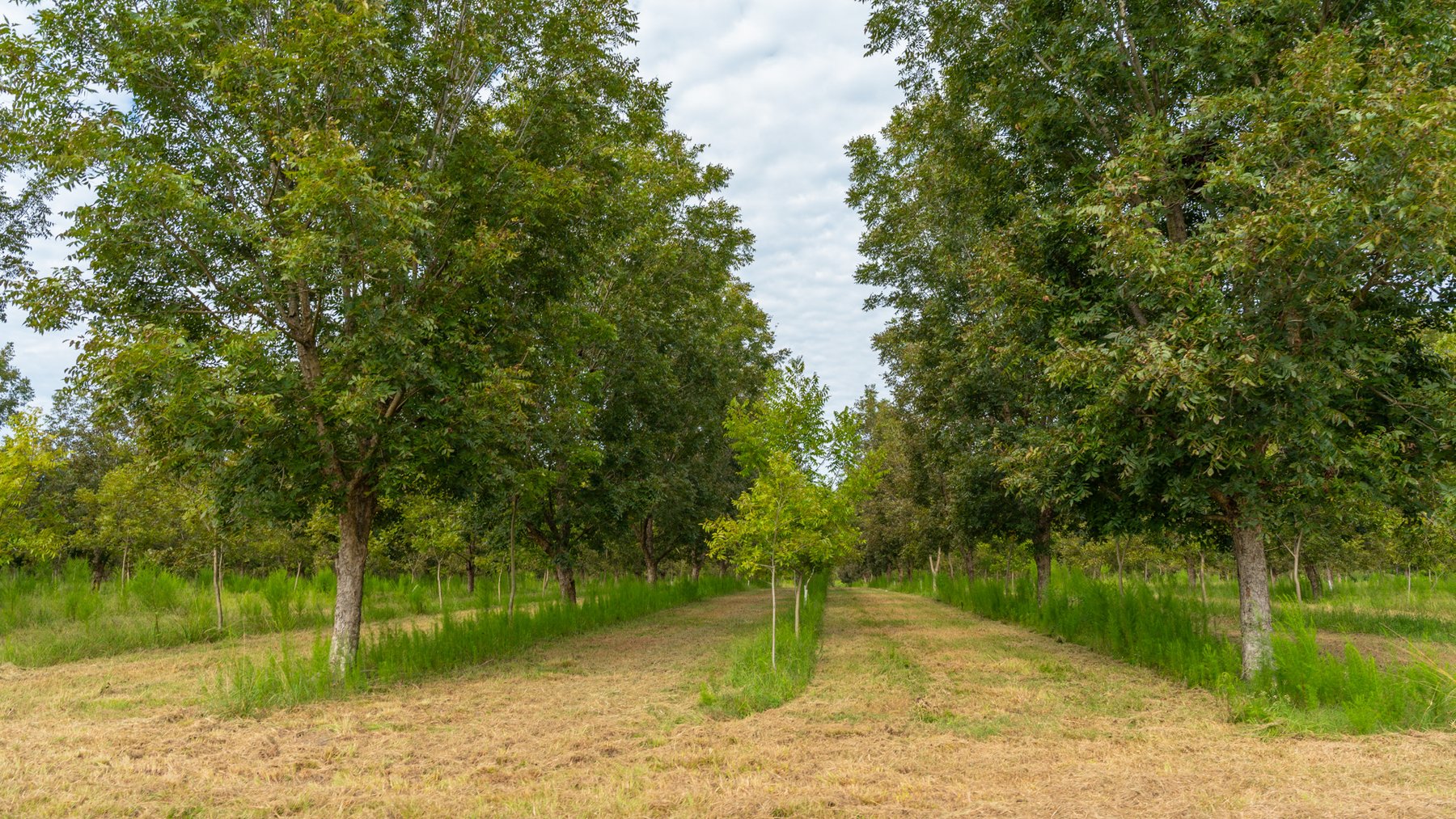 Image for 1,181± Acres – Patten Orchard - Premium Irrigated Pecan Operation - Long-Term Orchard Income w/ Improvements - Merchantable Timber Stand & Creek Frontage