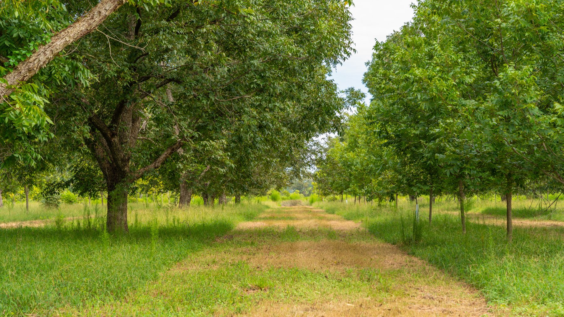 Image for 1,181± Acres – Patten Orchard - Premium Irrigated Pecan Operation - Long-Term Orchard Income w/ Improvements - Merchantable Timber Stand & Creek Frontage