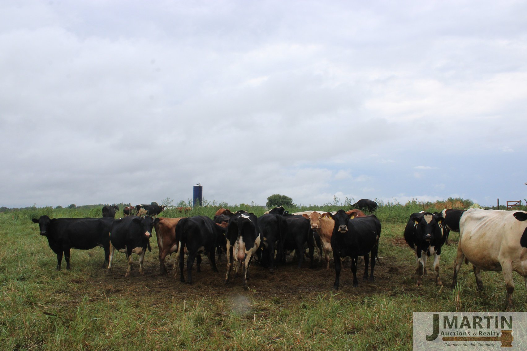 Image for Newswanger Family Grass-fed Organic Dairy and Equipment Dispersal