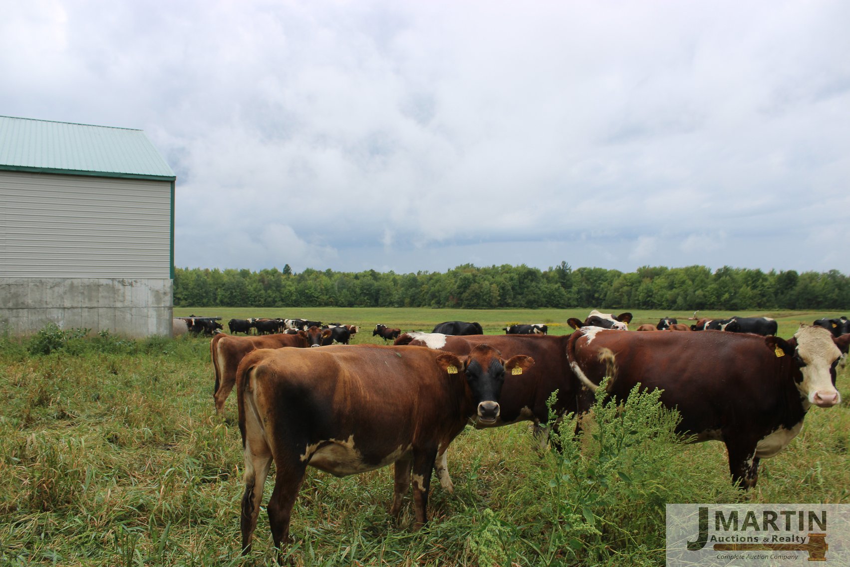 Image for Newswanger Family Grass-fed Organic Dairy and Equipment Dispersal
