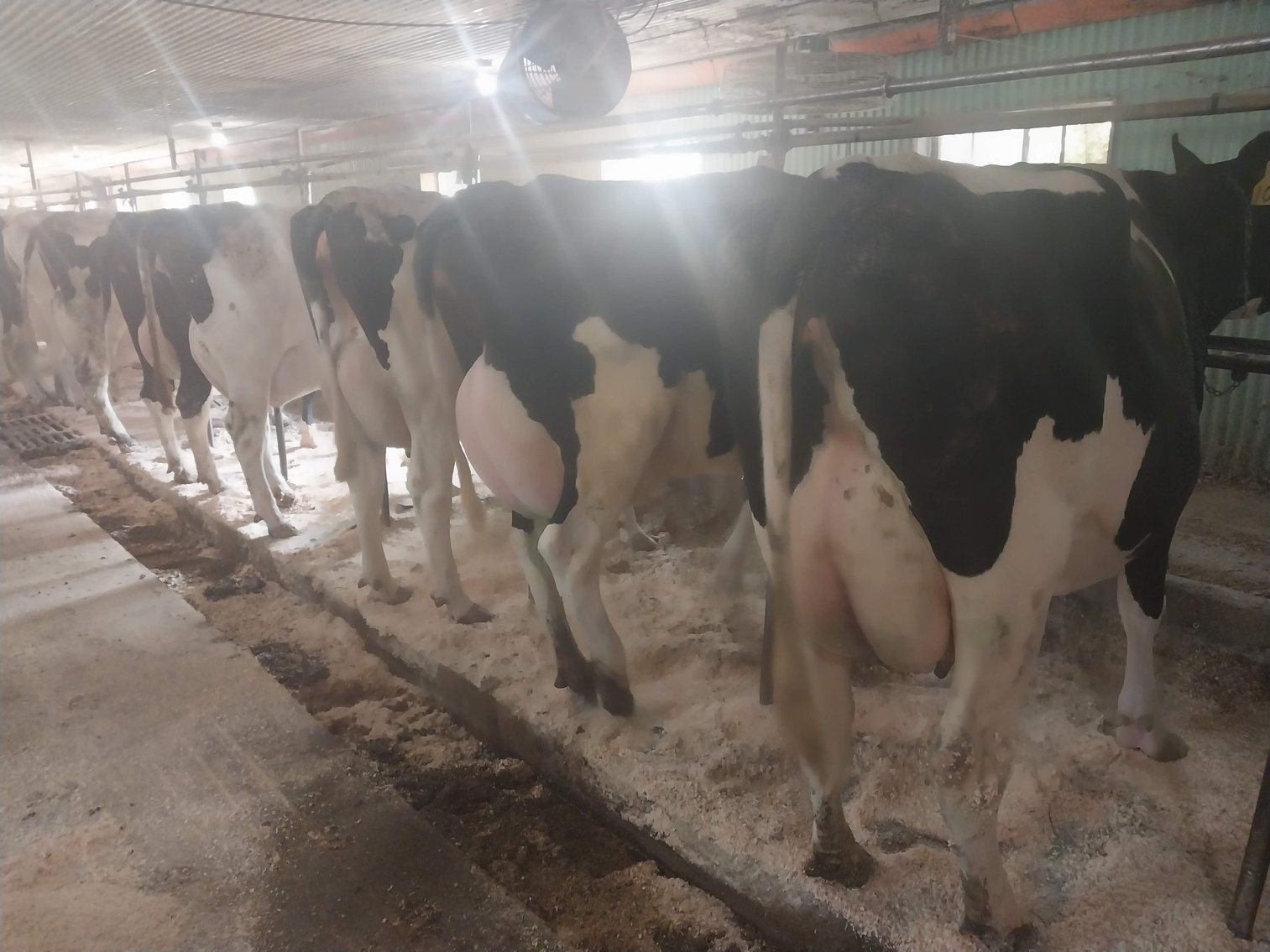 Image for Slate Hill Farm 210 Head AI sired Holstein Dairy Retirement Dispersal