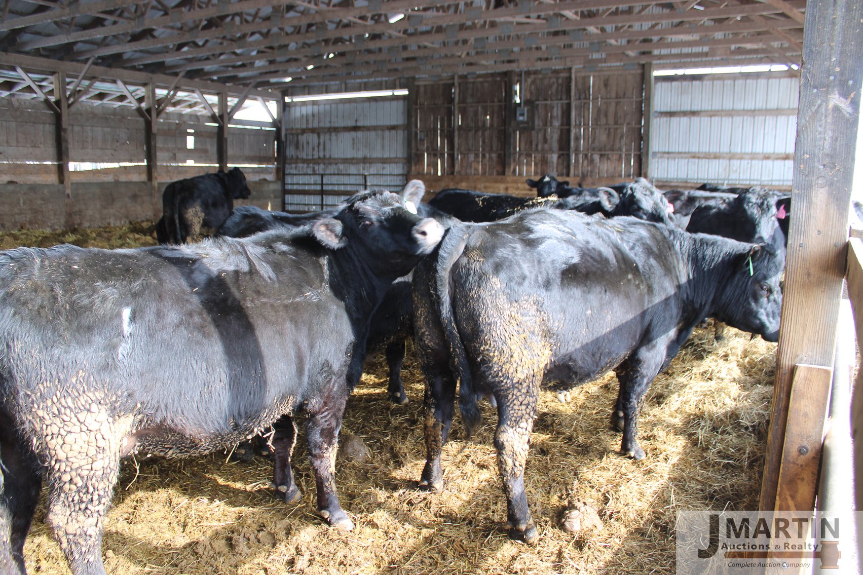 Image for Hickory Hill Farm LLC Cattle and Equipment Dispersal
