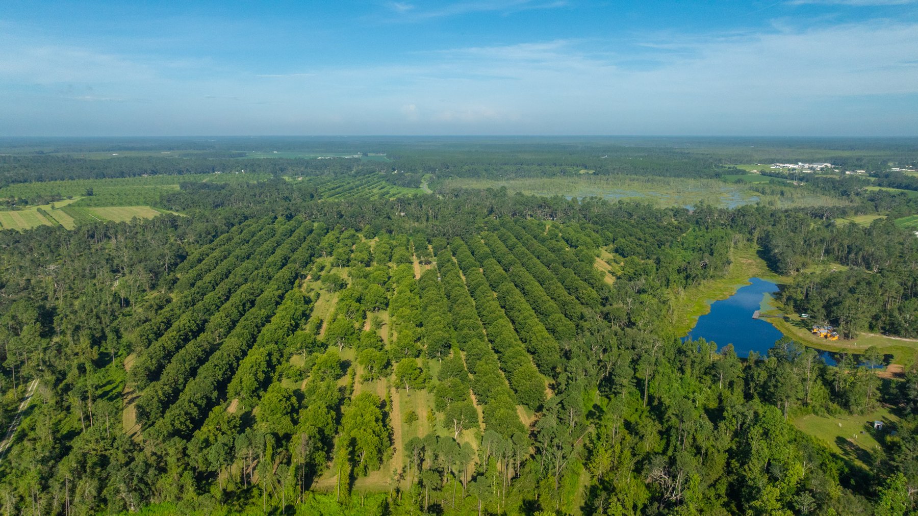 Image for 59± Acres - Owens Orchard - Mini Farm & Estate Potential - Irrigated Pecan Orchard with Wooded Uplands - Strong Investment Appeal