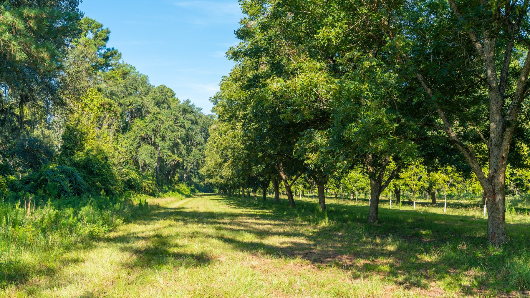 Image for 59± Acres - Owens Orchard - Mini Farm & Estate Potential - Irrigated Pecan Orchard with Wooded Uplands - Strong Investment Appeal